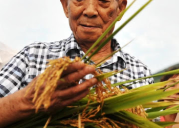 The Man Who Dreamed in Rice  Remembering Yuan Longping and the Hunger He Fought With Science