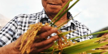 The Man Who Dreamed in Rice  Remembering Yuan Longping and the Hunger He Fought With Science