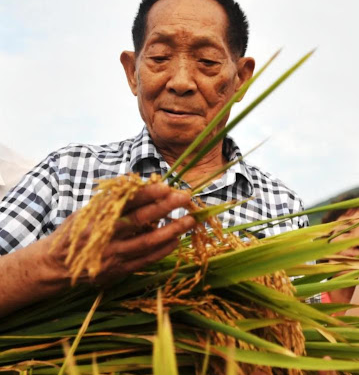 The Man Who Dreamed in Rice Remembering Yuan Longping and the Hunger He Fought With Science