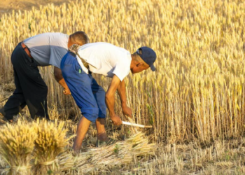 Harvest Memories: From Stone Roller to Stack of Straw – A Rural Childhood’s Tribute