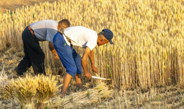 Harvest Memories: From Stone Roller to Stack of Straw – A Rural Childhood’s Tribute